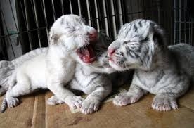  Well Tamed White Tiger Cubs , Cheetah Cubs 