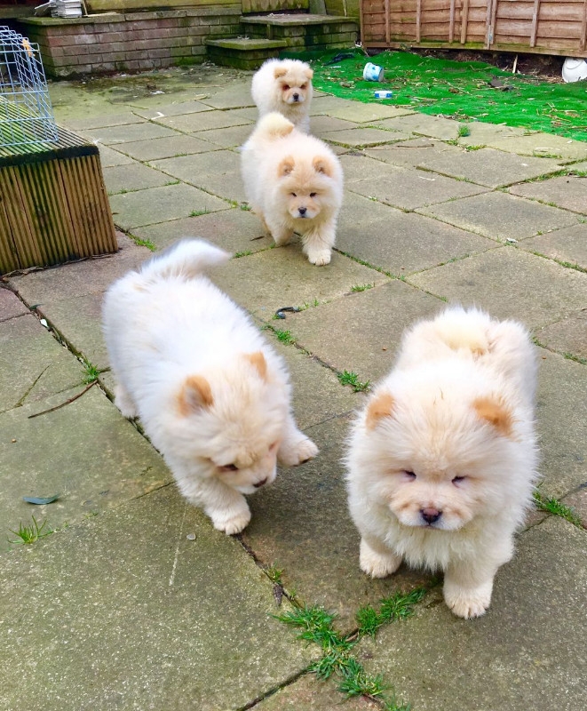White/cream pedigree Chow Chow puppies