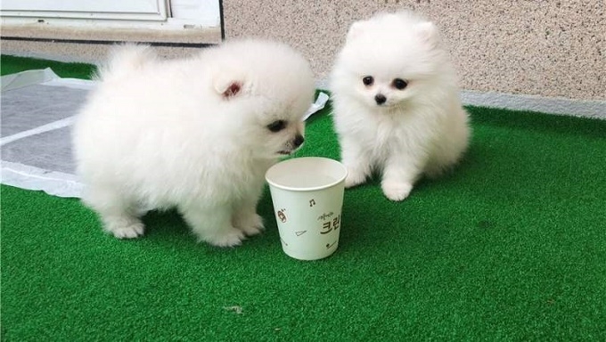  Pomerania Puppies