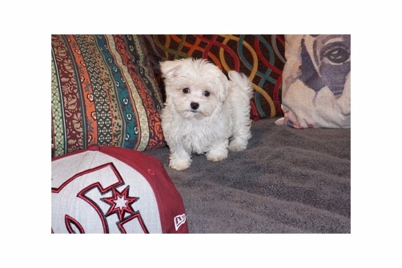 Adorable Maltese puppies now available.